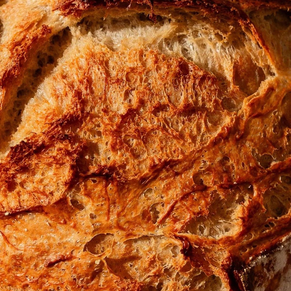 PALATELLA DI PANE CAFONE NAPOLETANO 3 PEZZI DA 500GR